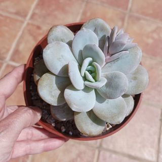 Suculenta Echeveria laui 