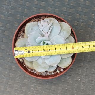 Suculenta Echeveria laui 