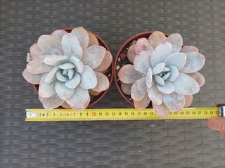 Suculenta Echeveria laui 