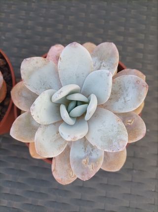 Suculenta Echeveria laui 