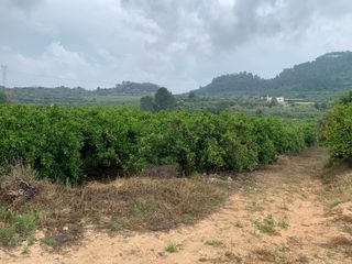 Finca Navelinas & Caquis Càrcer-Sellent.
