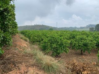 Finca Navelinas & Caquis Càrcer-Sellent.