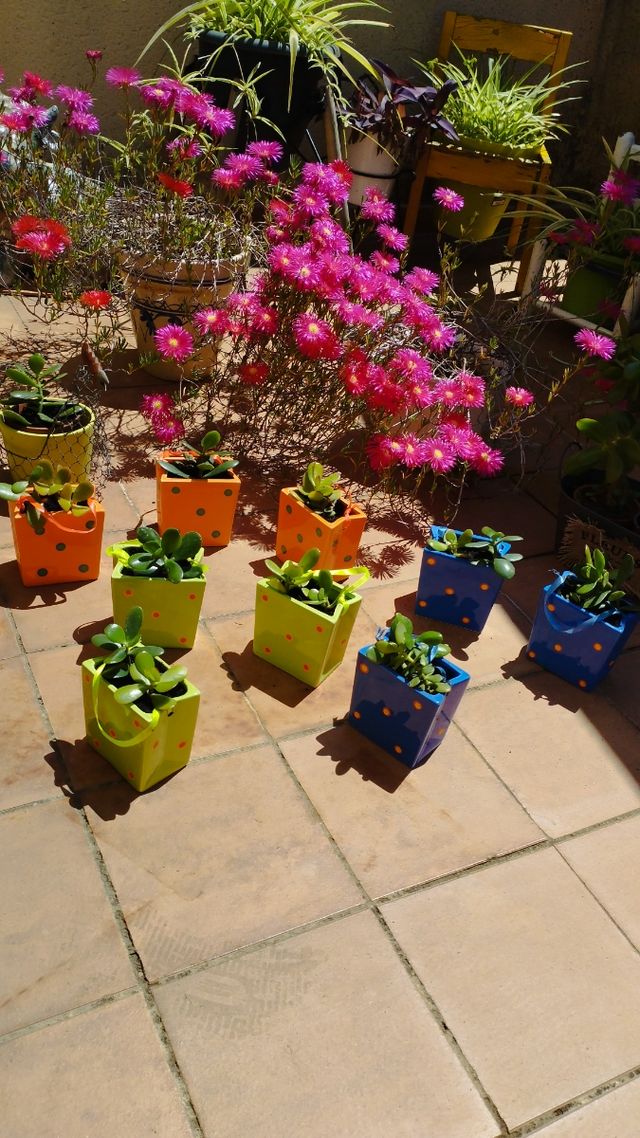 Lote de 6 Macetas Cerámica Con suculentas