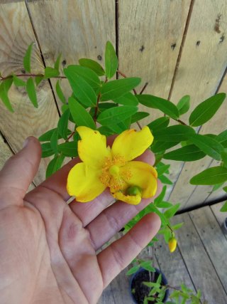 Hipérico de grandes flores