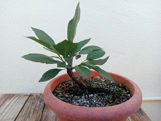 Bonsai ciruelo