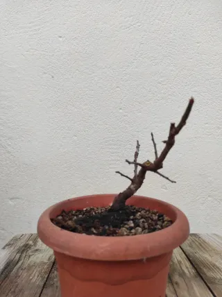 Bonsai ciruelo
