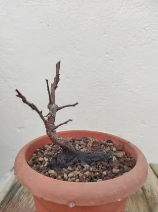 Bonsai ciruelo