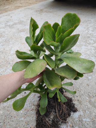 Planta suculenta grande