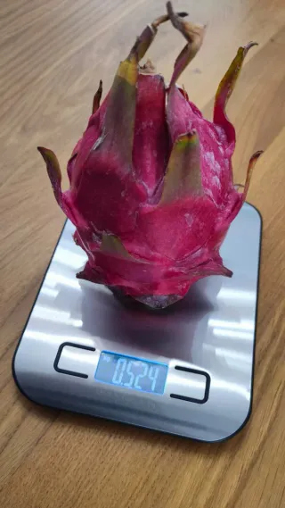 Esquejes de pitaya enraizados y maduros