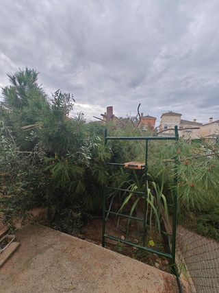 Leña de pino
