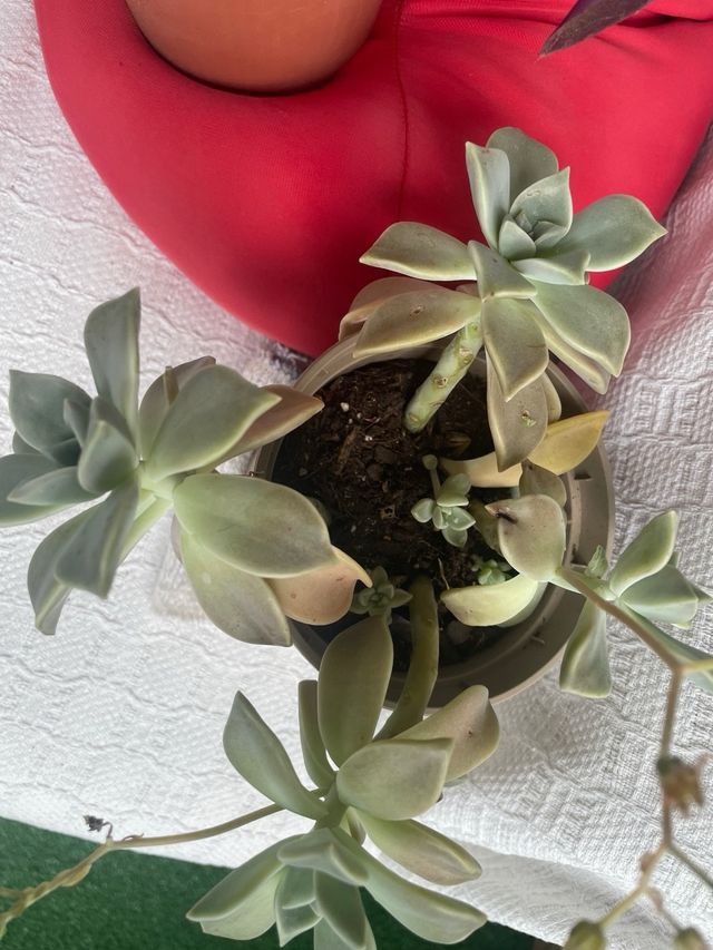 Plantas variadas liquidacion