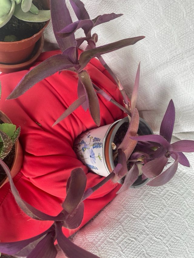 Plantas variadas liquidacion