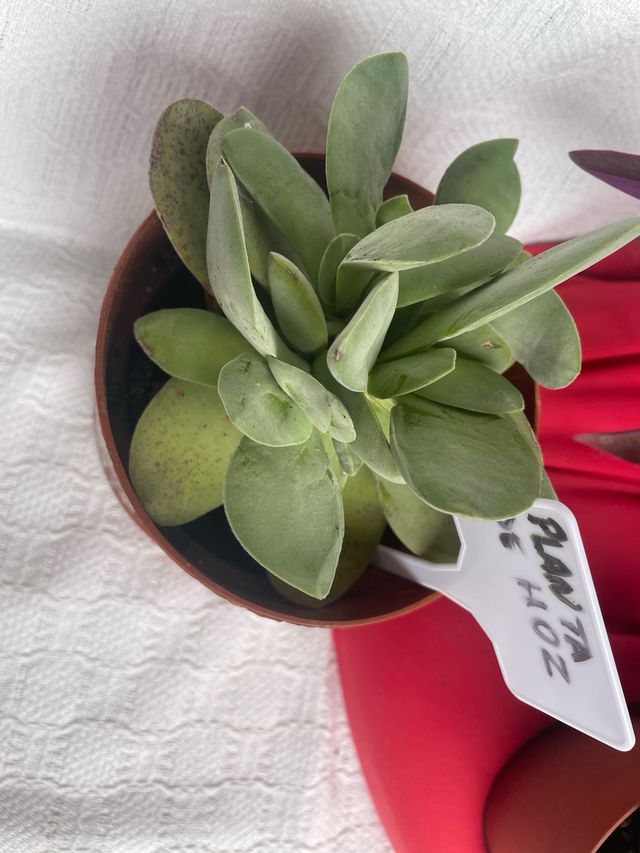 Plantas variadas liquidacion