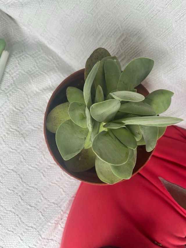 Plantas variadas liquidacion