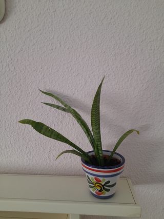 Planta sansiveria, en maceta de terracota.