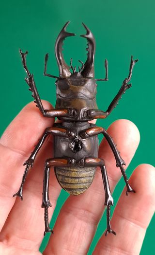 REPRODUCCIÓN COLEÓPTERO LUCANUS MACULIFEMORATUS