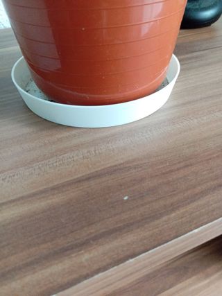 Estantería madera marrón ( no Ikea) urgente  venta