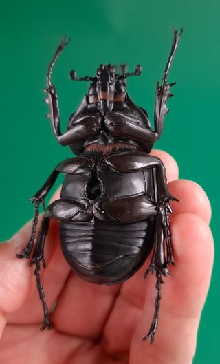 REPRODUCCIÓN DEL COLEÓPTERO AUGOSOMA CENTAURUS