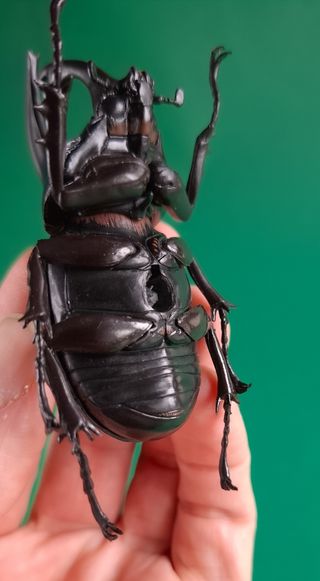 REPRODUCCIÓN DEL COLEÓPTERO AUGOSOMA CENTAURUS