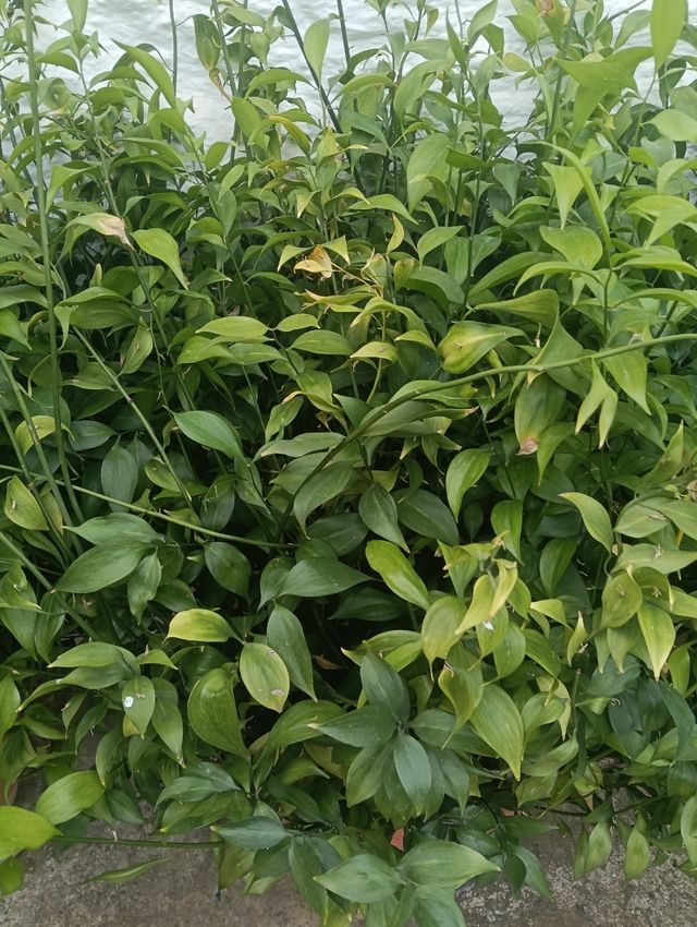 Aureolas Planta natural grande 