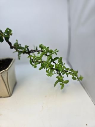BONSAI PYRACANTHA