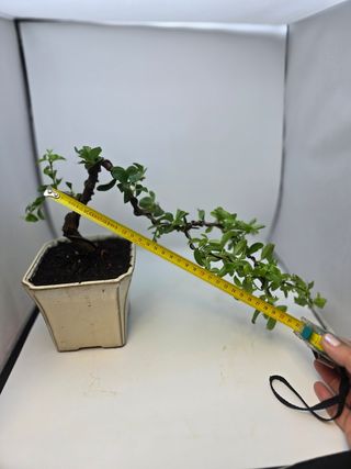 BONSAI PYRACANTHA