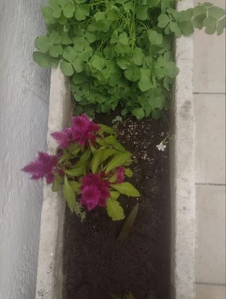 LOTE DE 3 ANTIGUAS JARDINERAS DE PIEDRA