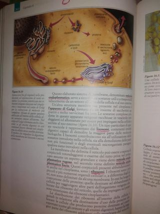 (34)-biologia una proposta didattica ancillotti