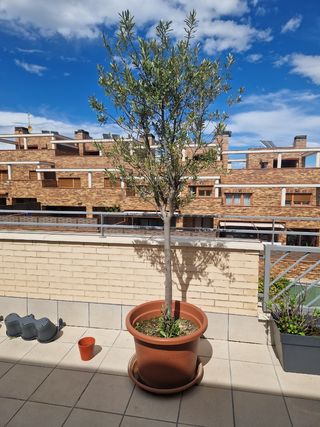 Olivo en maceta - 1,80m