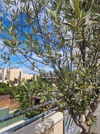 Olivo en maceta - 1,80m