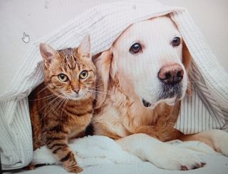 Cuidado perros y gatos