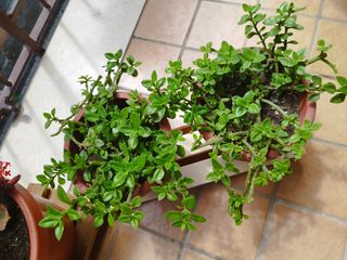 N. 3 portapiante in legno da giardino