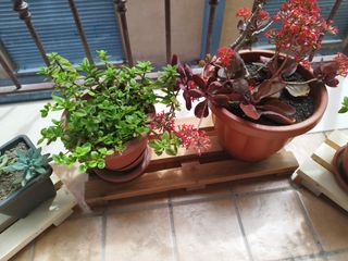 N. 3 portapiante in legno da giardino