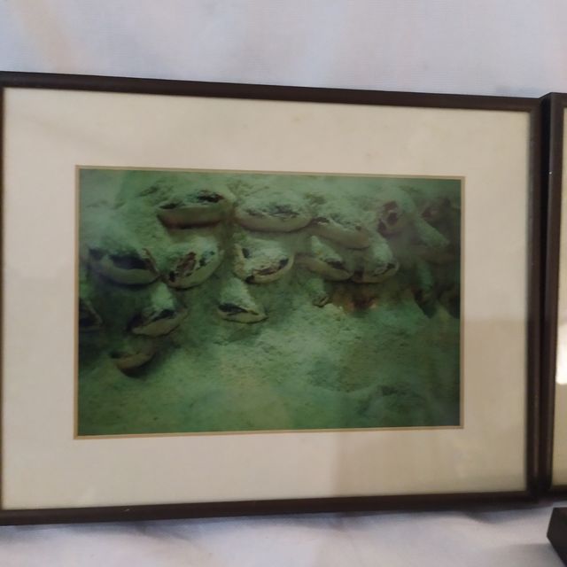 Secadores de jamones