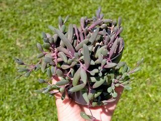 Othonna Capensis
