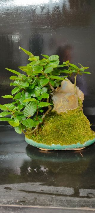 Carpe coreano