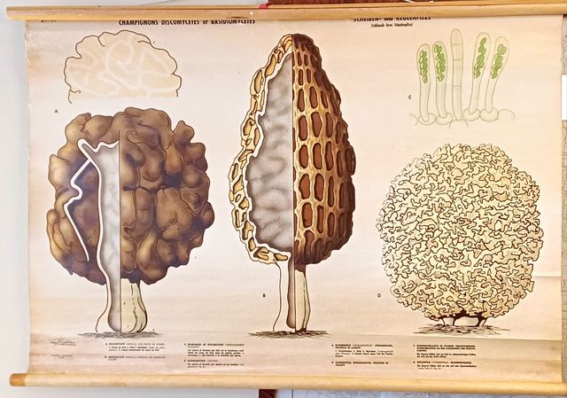 Mural escolar vintage sueco - Hongos