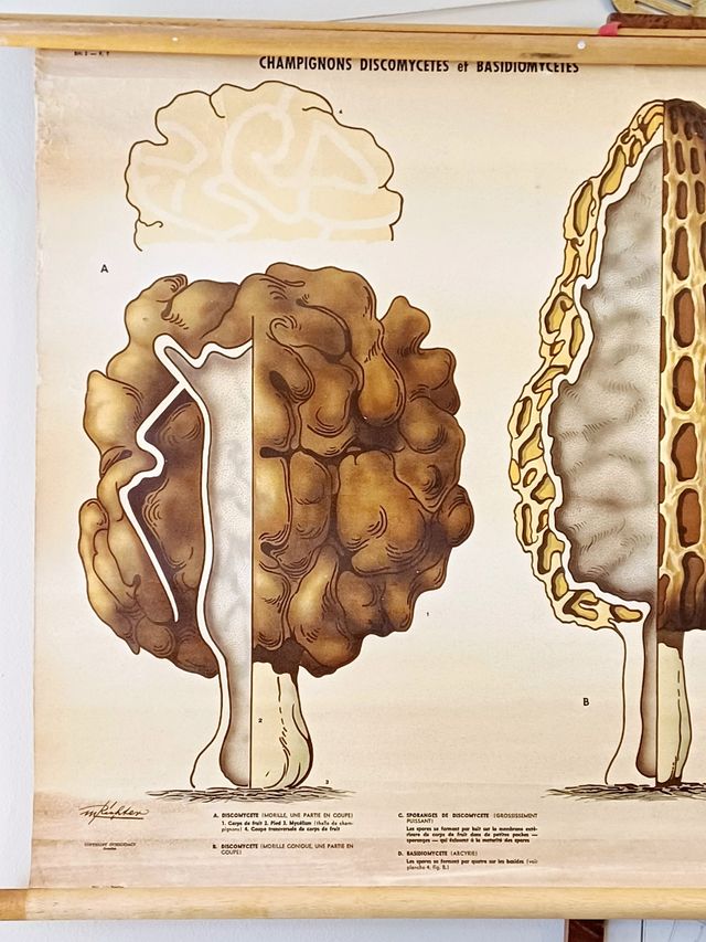 Mural escolar vintage sueco - Hongos