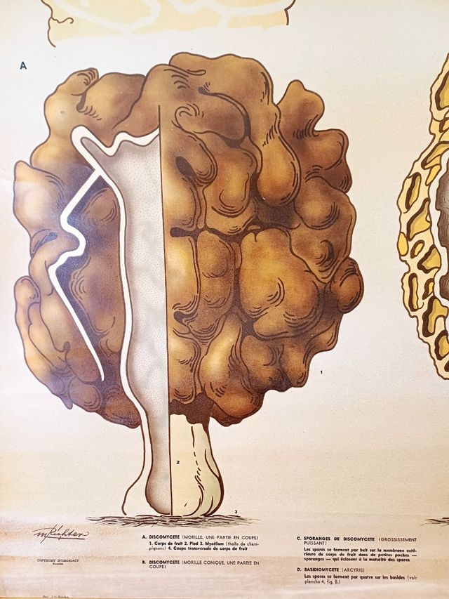 Mural escolar vintage sueco - Hongos