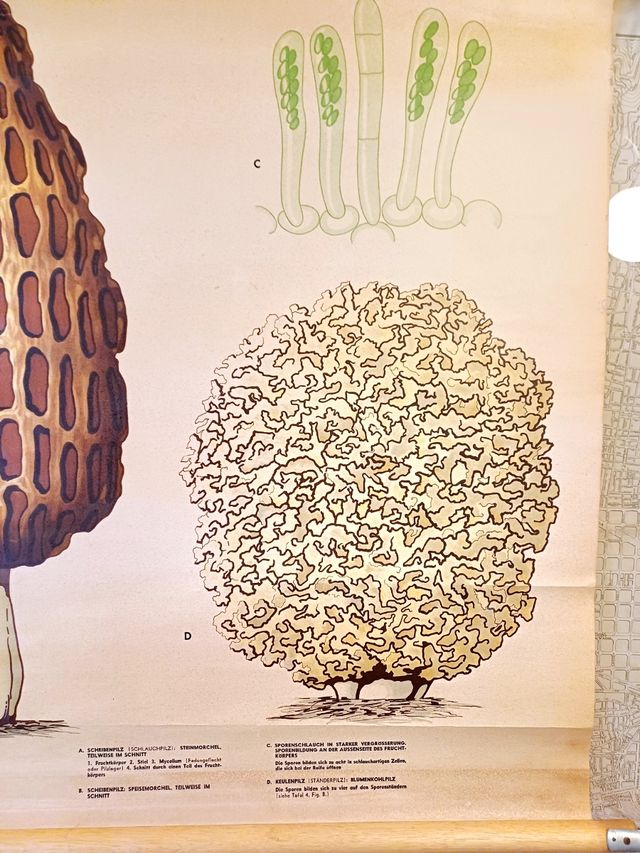 Mural escolar vintage sueco - Hongos