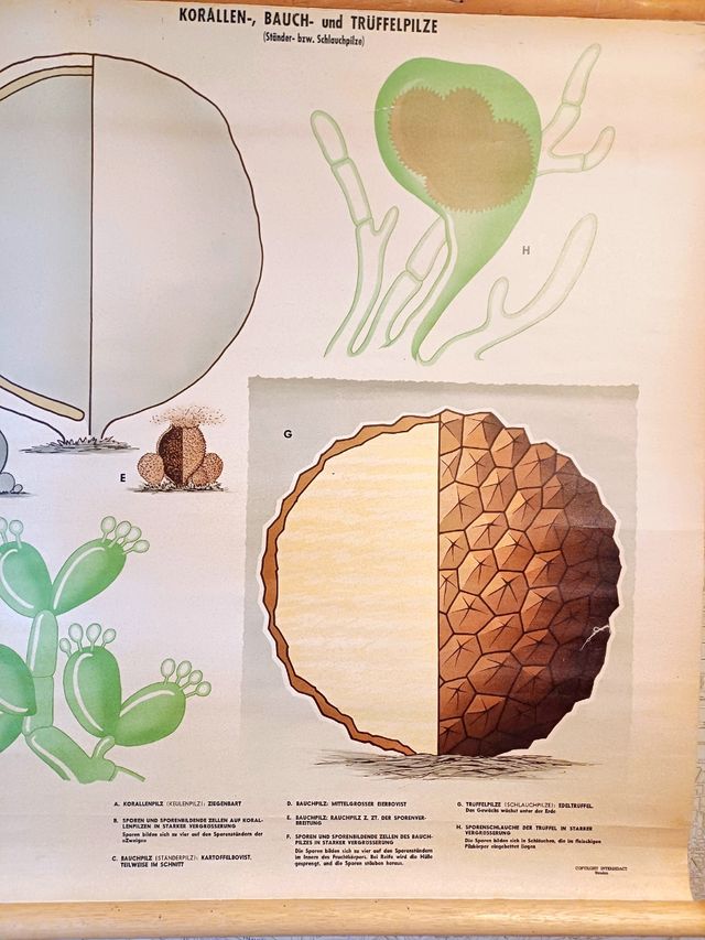 Mural escolar vintage botánica