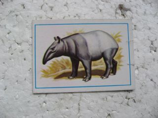 Cromo álbum Zoo número 44 Tapir Malayo FHER 1977