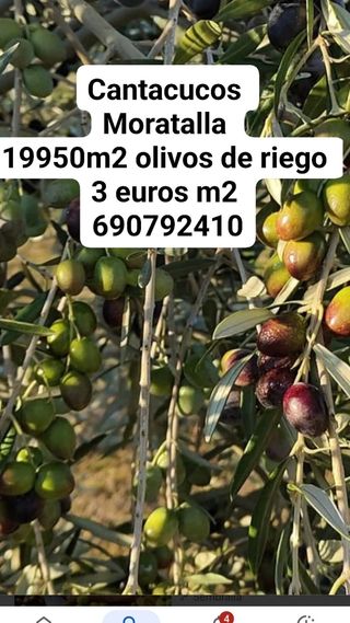 Vendo terreno en Moratalla .19950m2
