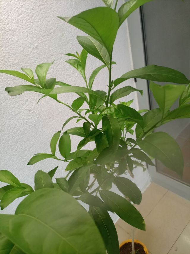 Dama de noche cinco años.