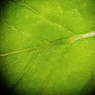 Microscopio 200x para Smartphone