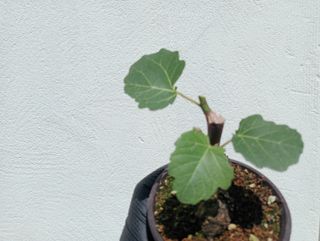 Prebonsai de higuera