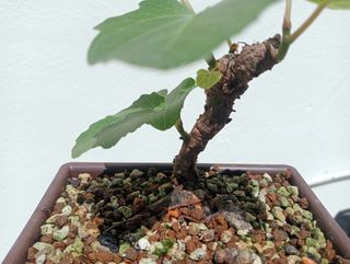 Prebonsai de higuera