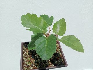 Prebonsai de higuera