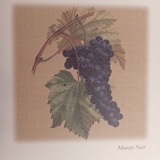 Coppia Stampe in cornice 20x20cm grappoli Uva