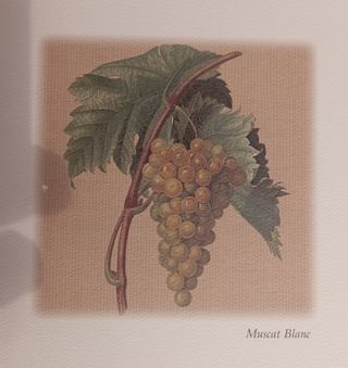 Coppia Stampe in cornice 20x20cm grappoli Uva